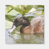 Brawn Duck Foto Square Magnet (Vorne)