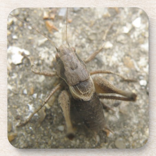 Brawn Field Cricket Cork Untersetzer (Vorderseite)