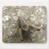 Brawn Field Cricket Mousepad (Vorne)