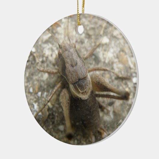 Brawn Field Cricket Ornament (Links)
