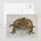 Brawn Frosch Foto Postkarte (Vorne/Hinten)