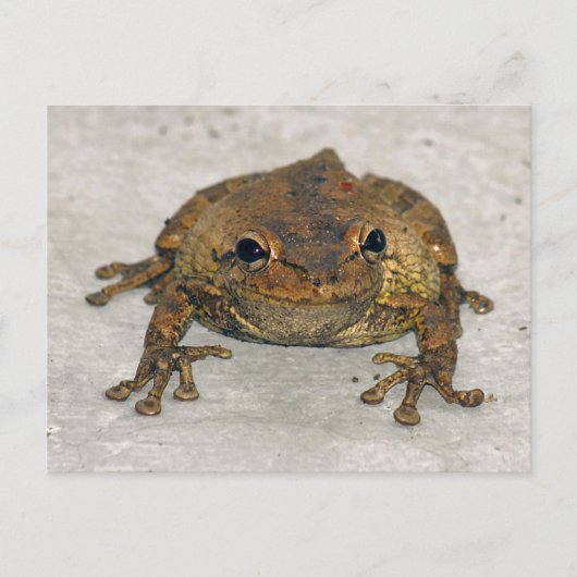 Brawn Frosch Foto Postkarte (Vorderseite)
