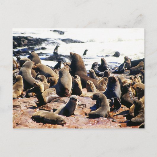 Brawn Fur Siegel Colony in Namibia Postkarte (Vorderseite)