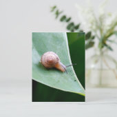 Brawn Garden Snail Postkarte (Stehend Vorderseite)
