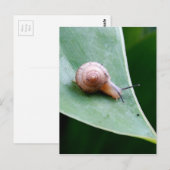 Brawn Garden Snail Postkarte (Vorne/Hinten)