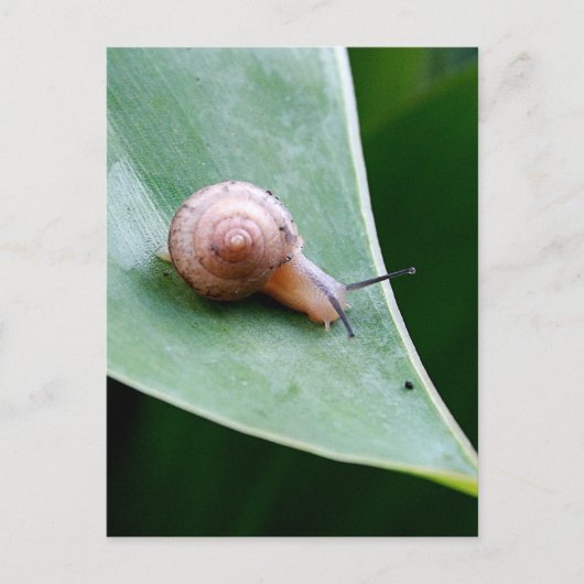 Brawn Garden Snail Postkarte (Vorderseite)