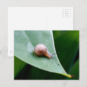 Brawn Garden Snail Postkarte (Vorne/Hinten)