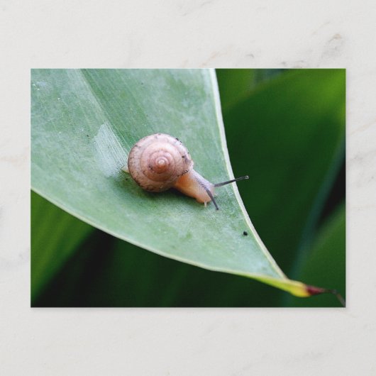 Brawn Garden Snail Postkarte (Vorderseite)