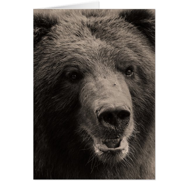 Brawn Grizzly Bär Wildlife Foto (Vorne)