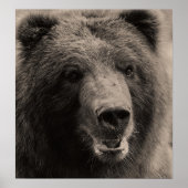 Brawn Grizzly Bär Wildlife Foto Poster (Vorne)