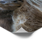 Brawn Highland Cow Poster (Ecke)