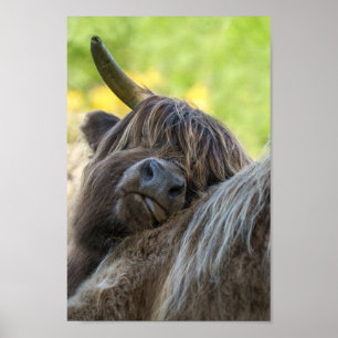 Brawn Highland Cow Poster