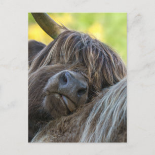 Brawn Highland Cow Postkarte