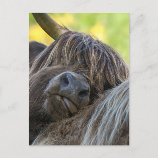 Brawn Highland Cow Postkarte (Vorderseite)