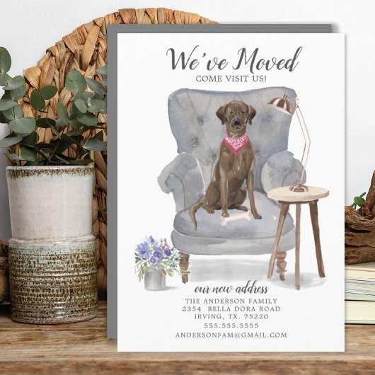 Brawn Labrador Retriever Dog | Ankündigung der Bef