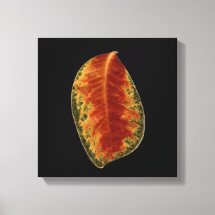 Brawn Leaf Still Life Fine Art Fotograf Leinwanddruck