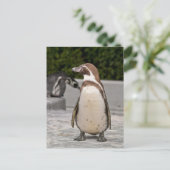 Brawn Magellanic Pinguin Postkarte (Stehend Vorderseite)