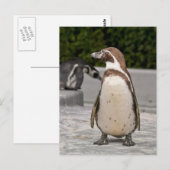 Brawn Magellanic Pinguin Postkarte (Vorne/Hinten)