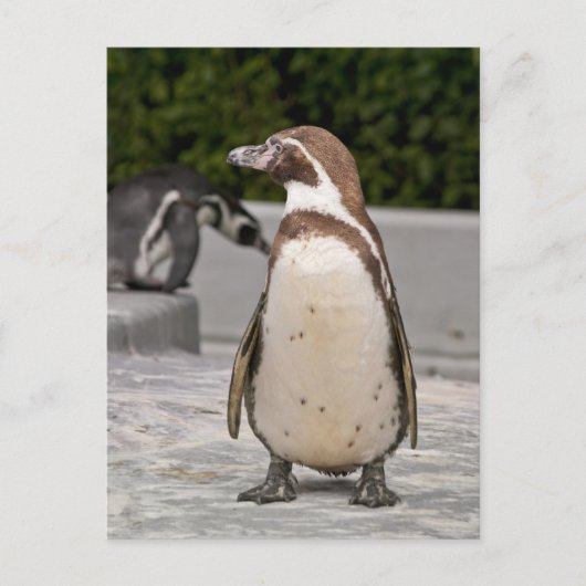 Brawn Magellanic Pinguin Postkarte (Vorderseite)