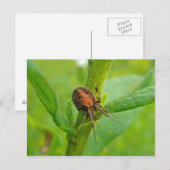 Brawn Orange Araneus (?) Spider Postkarte (Vorne/Hinten)