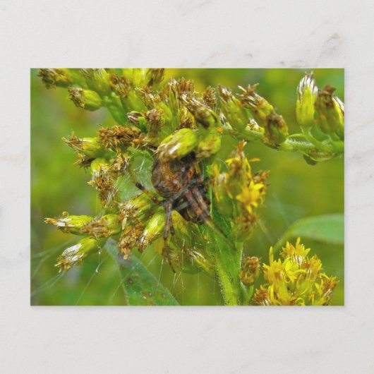 Brawn Orange Araneus (?) Spider Postkarte (Vorderseite)
