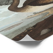 Brawn Pelican from Birds America Poster (Ecke)