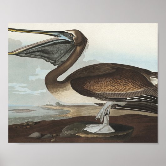 Brawn Pelican from Birds America Poster (Vorne)