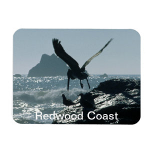 Brawn Pelican Redwood Coast Magnet