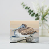 Brawn Pelican Resting Postkarte (Stehend Vorderseite)