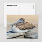 Brawn Pelican Resting Postkarte (Vorne/Hinten)