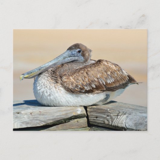 Brawn Pelican Resting Postkarte (Vorderseite)