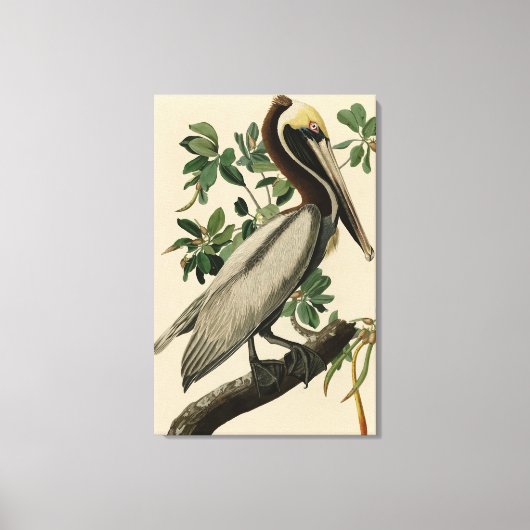 Brawn Pelican von Audubons Vögeln von Amerika Leinwanddruck (Vorderseite)
