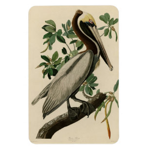 Brawn Pelican von Audubons Vögeln von Amerika Magnet