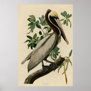 Brawn Pelican von Audubons Vögeln von Amerika Poster