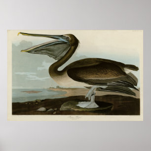 Brawn Pelican von Audubons Vögeln von Amerika Poster