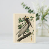 Brawn Pelican von Audubons Vögeln von Amerika Postkarte (Stehend Vorderseite)