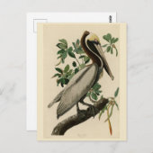 Brawn Pelican von Audubons Vögeln von Amerika Postkarte (Vorne/Hinten)