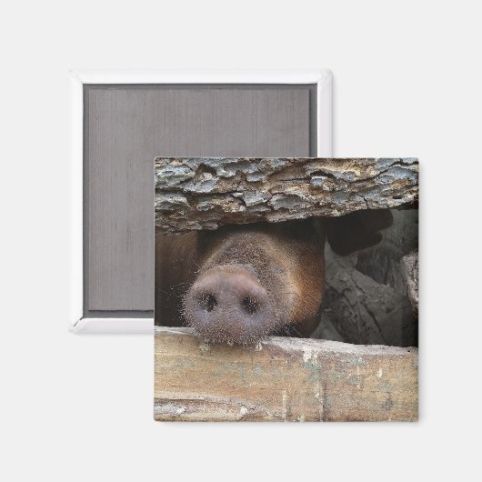 Brawn Pig Poking Snout durch rustikalen Zaun Magnet (Vorderseite/Rückseite)