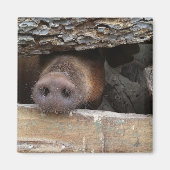 Brawn Pig Poking Snout durch rustikalen Zaun Magnet (Vorne)