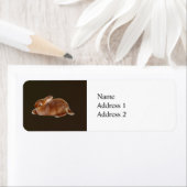 Brawn Rabbit (Insitu)