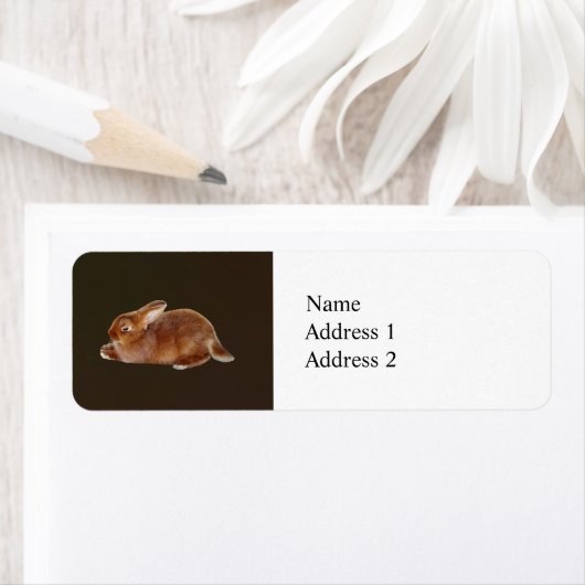 Brawn Rabbit (Insitu)