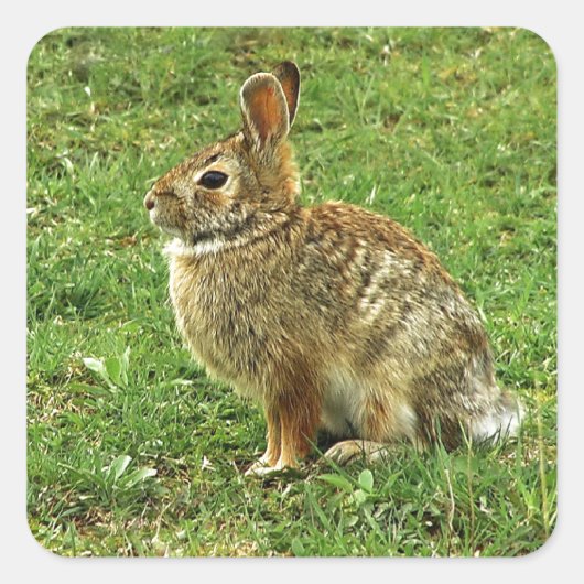 Brawn Rabbit Quadratischer Aufkleber (Vorderseite)