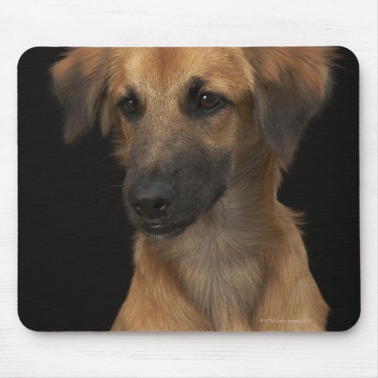 Brawn Resourhund mit schwarzer Nase auf schwarz Mousepad (Vorne)