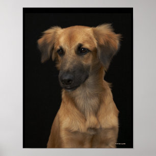 Brawn Resourhund mit schwarzer Nase auf schwarz Poster