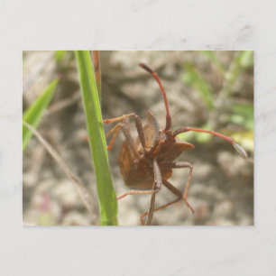 Brawn Shield Bug Nah Up DIY Postkarte