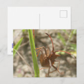Brawn Shield Bug Nah Up DIY Postkarte (Vorne/Hinten)