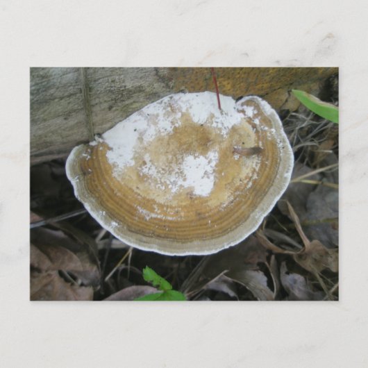 Brawn Tan Bracket Fungus Postkarte (Vorderseite)