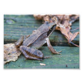 Brawn Wood Frog Fotodruck (Vorne)