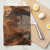 Brawny Beauty: Die majestätische Big Brown Highlan Geschirrtuch (Viertel Falte)