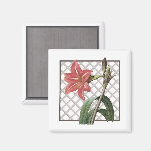 BRAZILIAN AMARYLLIS MAGNET (Vorderseite/Rückseite)